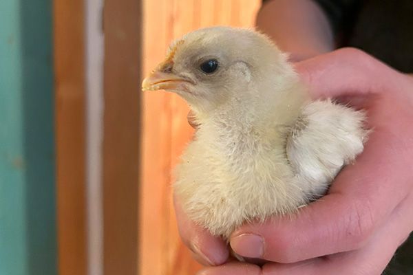 Vom Ei zum Küken: Umweltpädagogik hautnah im Adelgundenheim